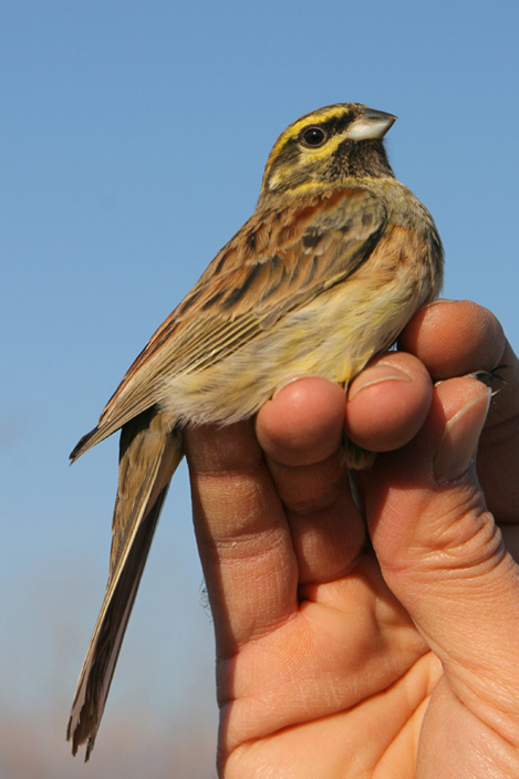 Zigolo nero (Emberiza cirlus)